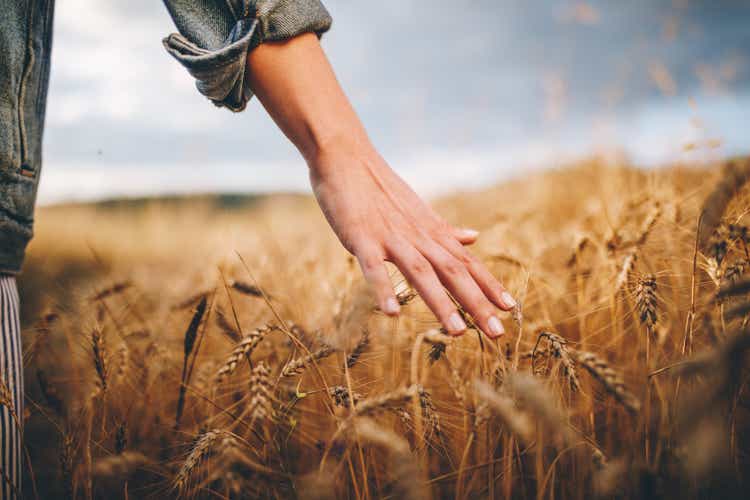 Golden wheat fields