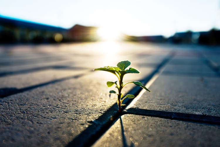 Small plant growing on brick floor