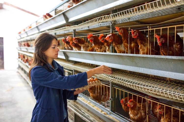 CalMaine Meals will purchase shuttered broiler processing vegetation