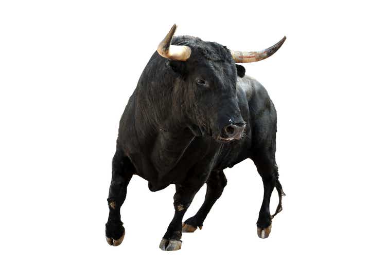 Brave bull