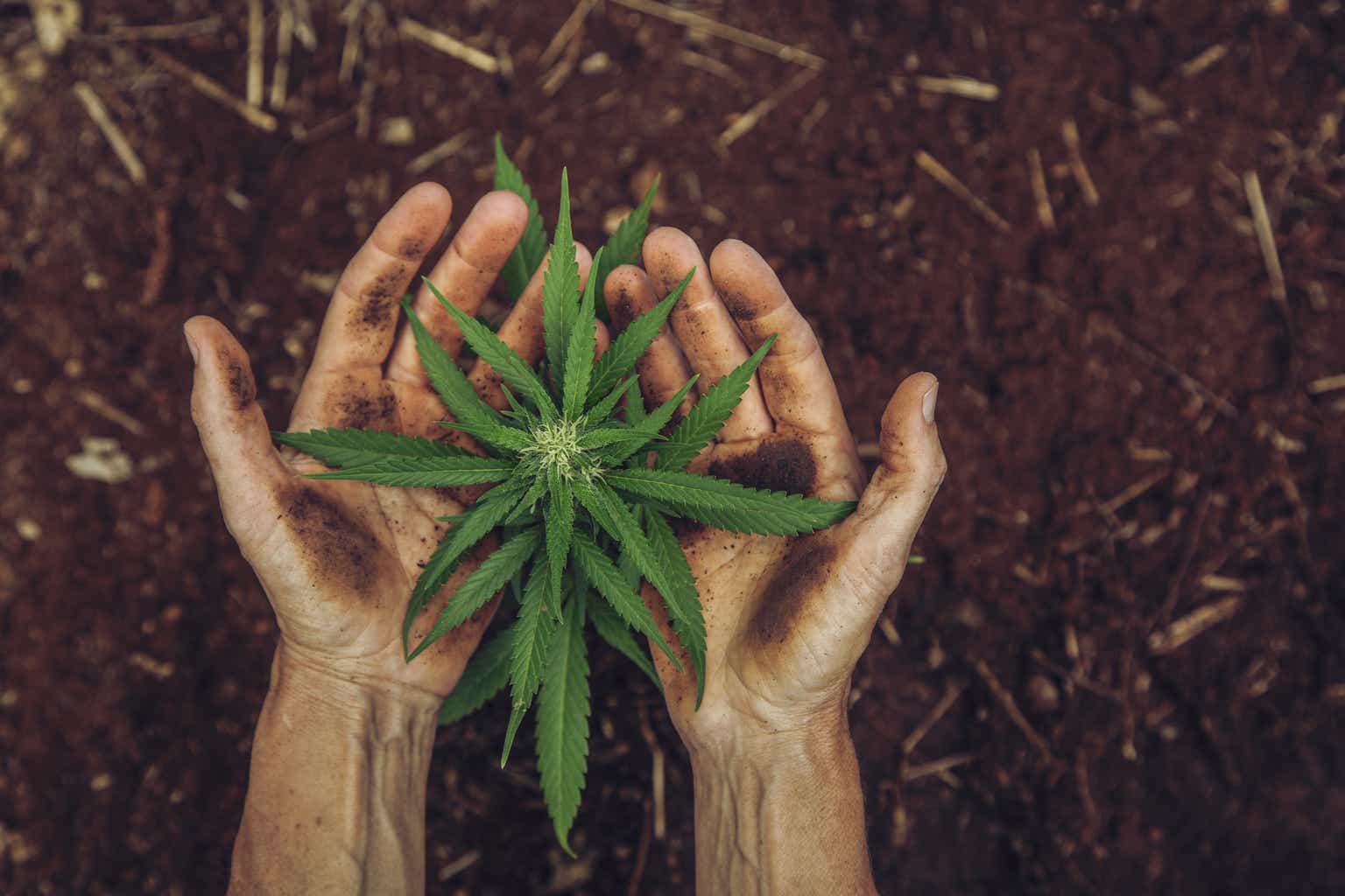 Advanced Flower Capital: The Dividend Is In Danger Again, I'm Out (Downgrade)