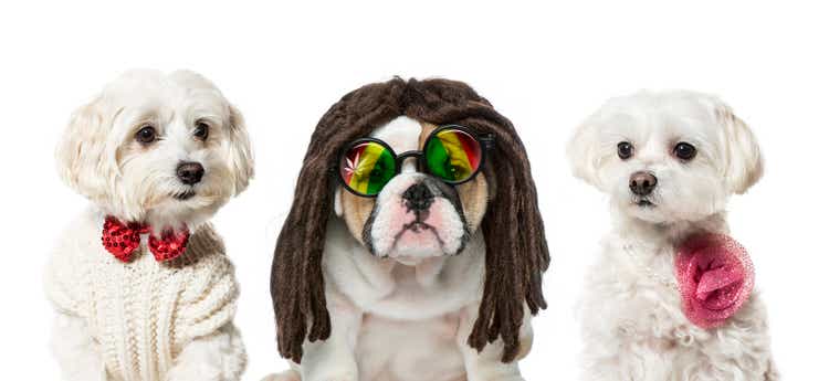 English bulldog puppy, Maltese dogs, in front of white background