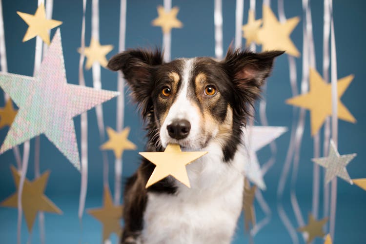 Dog and stars