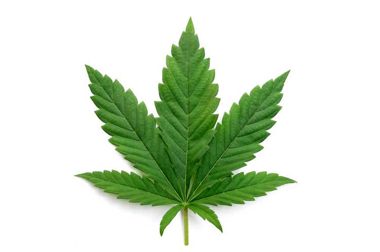 Green cannabis leaves isolated on white background. Growing medical marijuana.