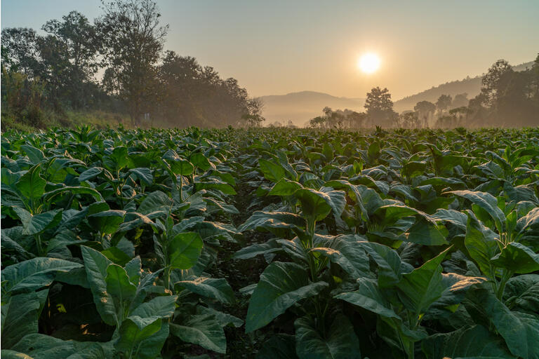 Plantation of tobacco trees during sunrise in winter.