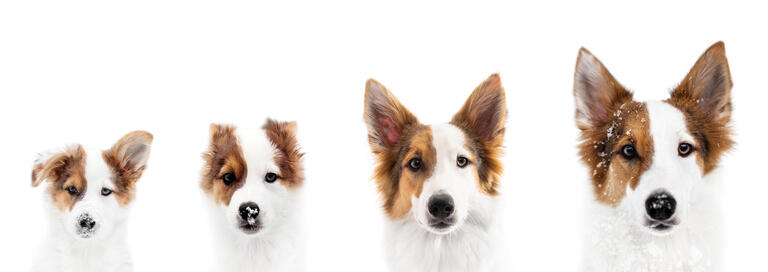 20 AAII Dividend Growers Include 10 Ideal Dogcatcher Picks For July