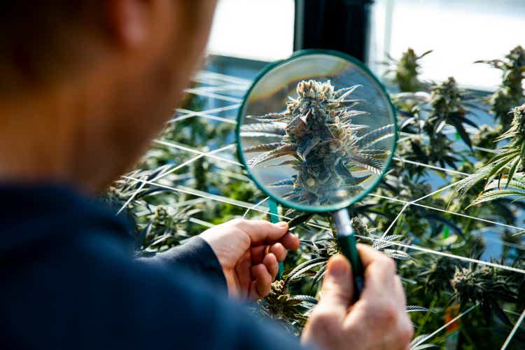 A man using an magnify glass to inspect a marijuana plant ready for harvest.