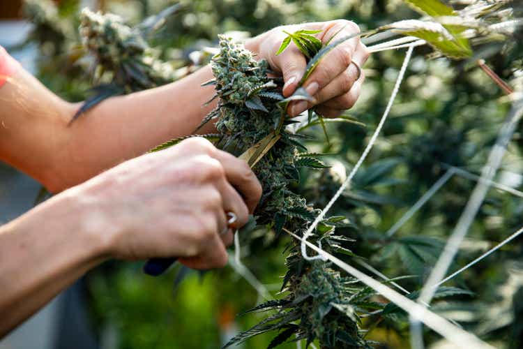 A woman trimming a marijuana plant ready for harvest.