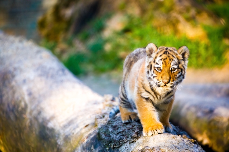 Small Tiger