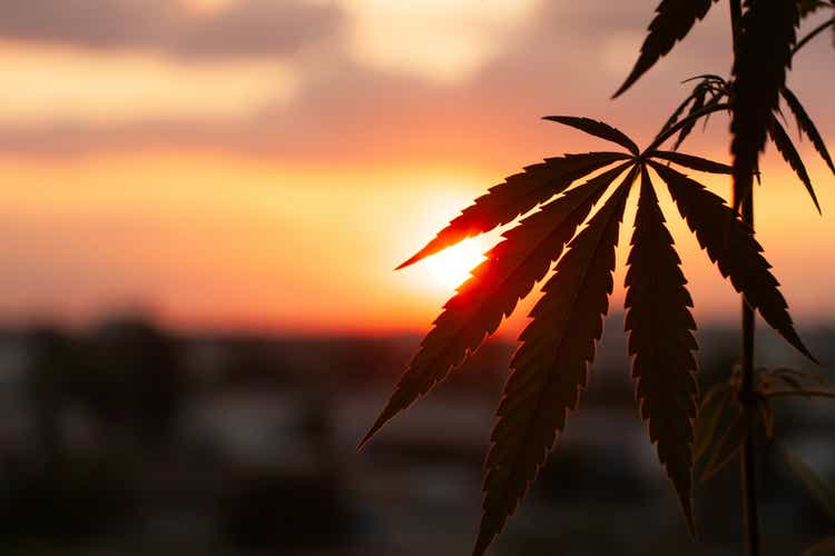 Sunset cannabis field. Marijuana plants, commercial grow. Hemp in sunset sunlight. Concept of herbal alternative medicine, CBD oil