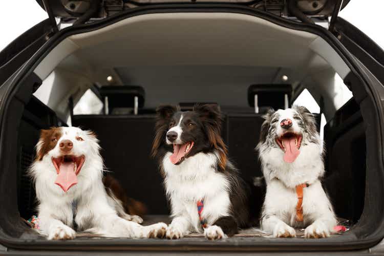 Three dogs ready to travel in the trunk of the car