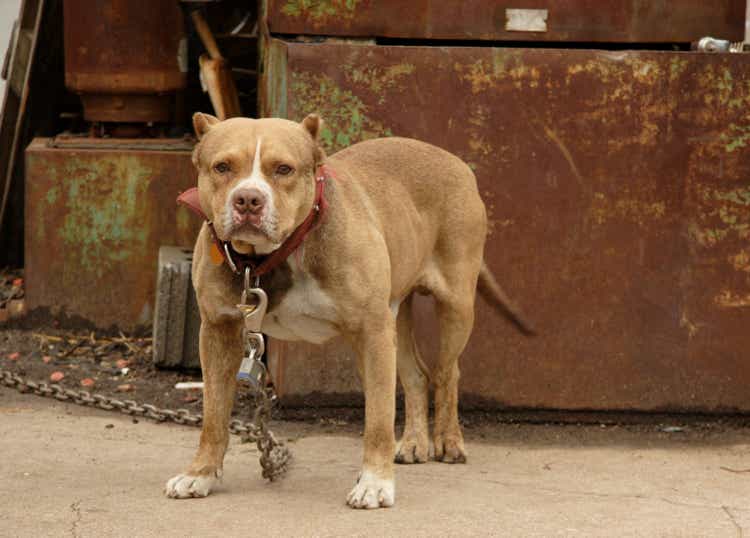 canine scenes - junkyard dog
