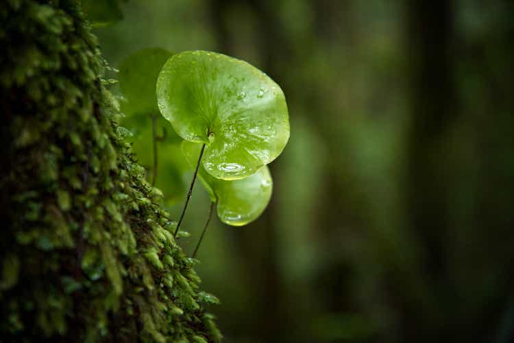 Close-up in the rain forest