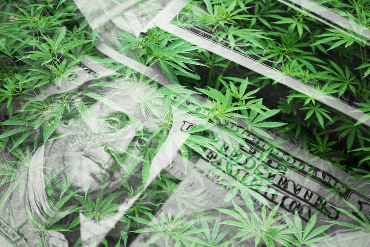 Cannabis Industry Profits With Marijuana Leaves With Hundreds High Quality