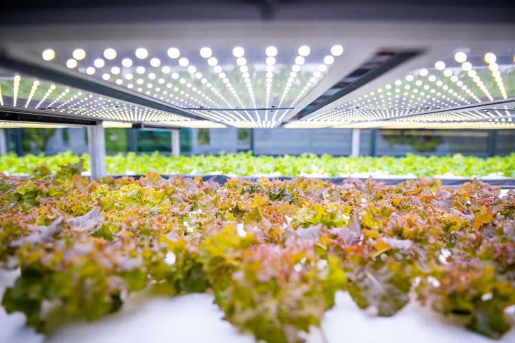 Racks of Cultivated Living Lettuce at Indoor Vertical Farm