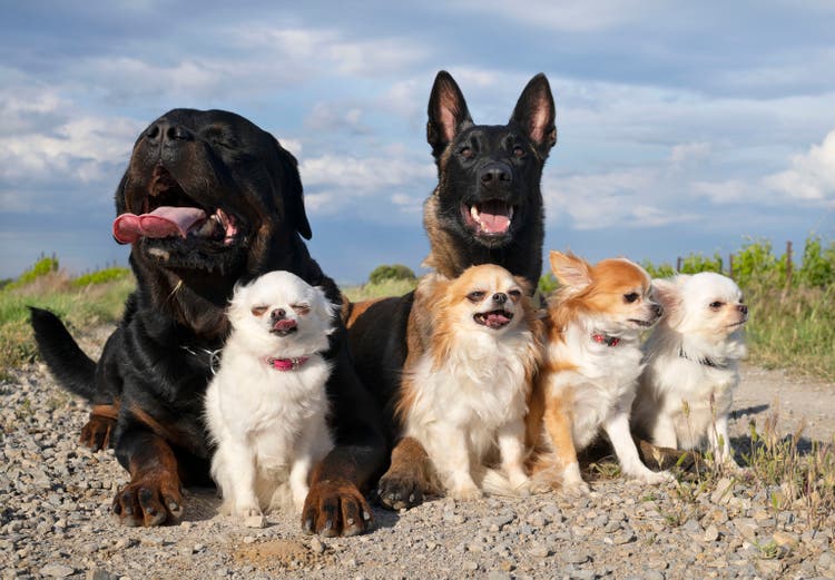 rottweiler, chihuahuas and malinois
