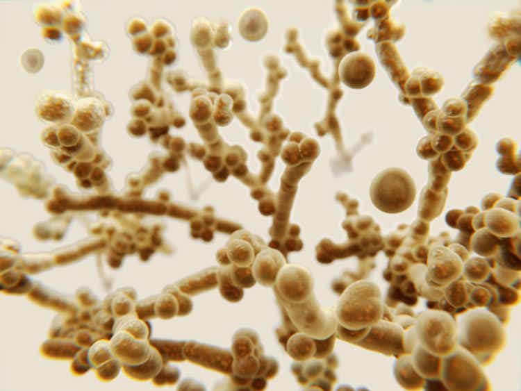 Candida auris, a pathogenic yeast that causes candidiasis and has acquired multiple drug resistance.