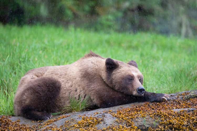 Grizzly Bear in the rain resting on a log in Canada"s Great Bear Rainforest