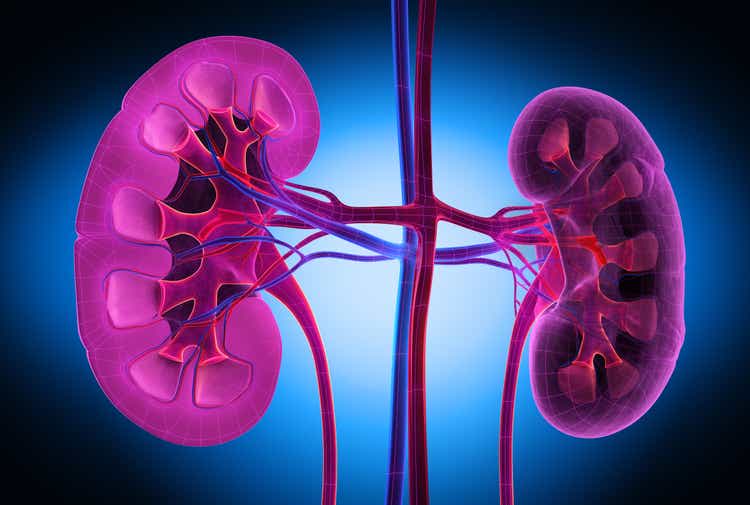 Human Kidneys - Medical Illustration