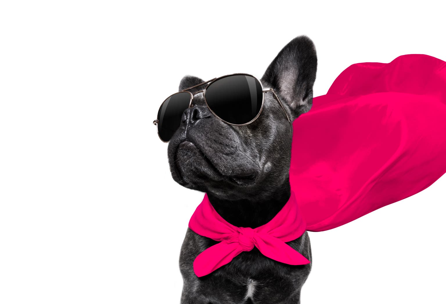 Buy 6 Ideal Safe Dividend Power Dogs For June