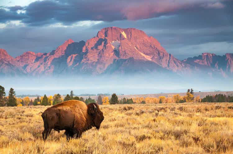 Bison