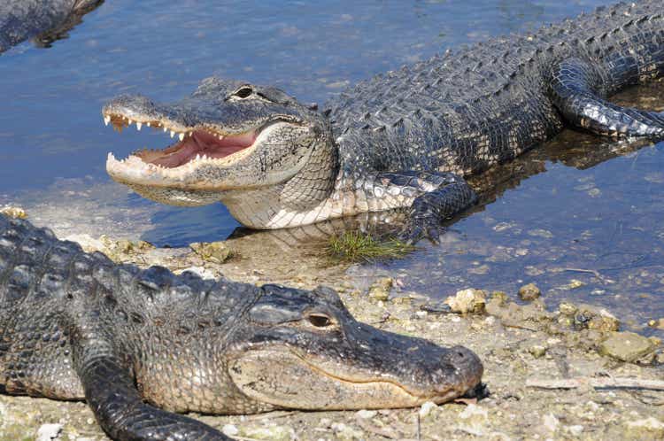 Alligator mississippiensis, Everglades National Park, Florida