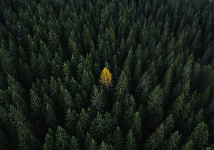 Aerial perspective of a single tree standing out from the crowd, Dolomites, Italy