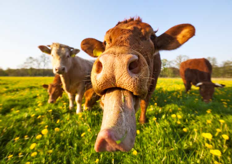 Crazy Cow