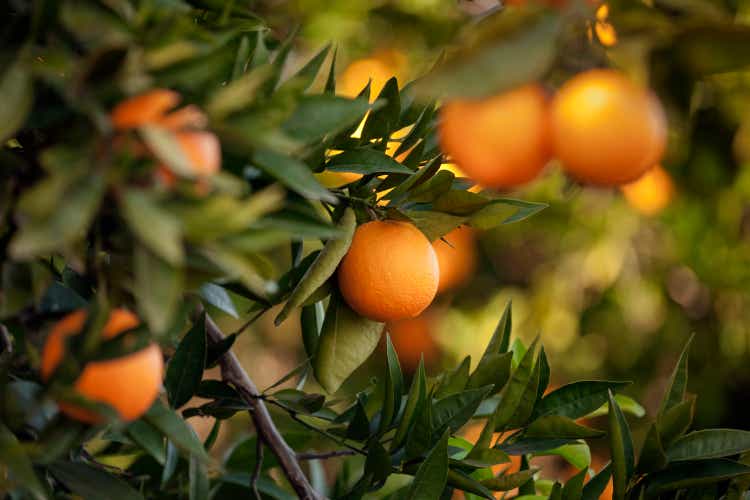 Orange trees