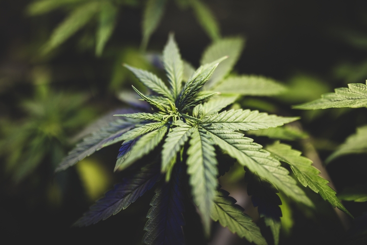 大麻の再スケジュールに関するパブリックコメント期間が終了 (OTCQX:TCNNF)