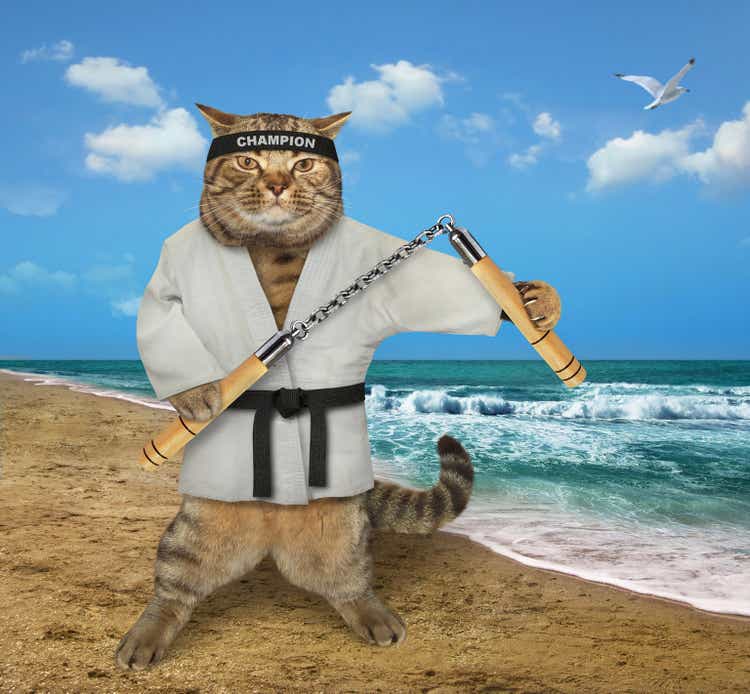 Cat karate on the beach