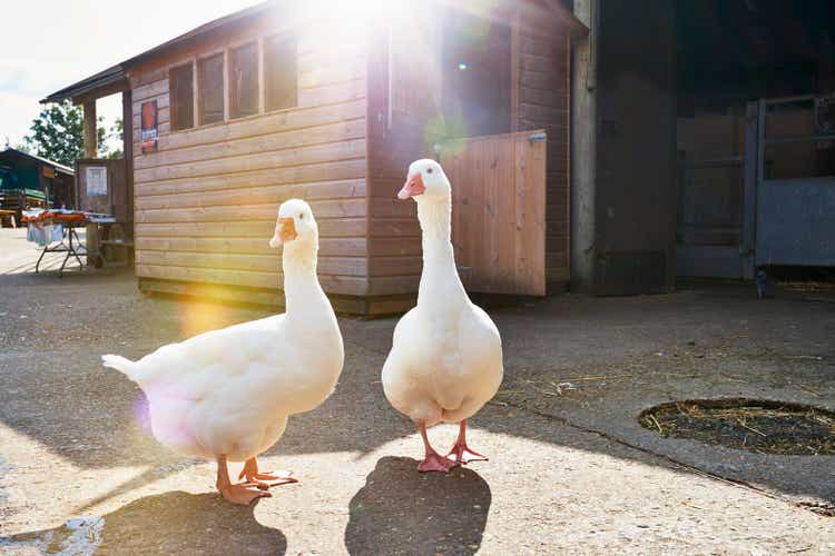 two white geese in farm