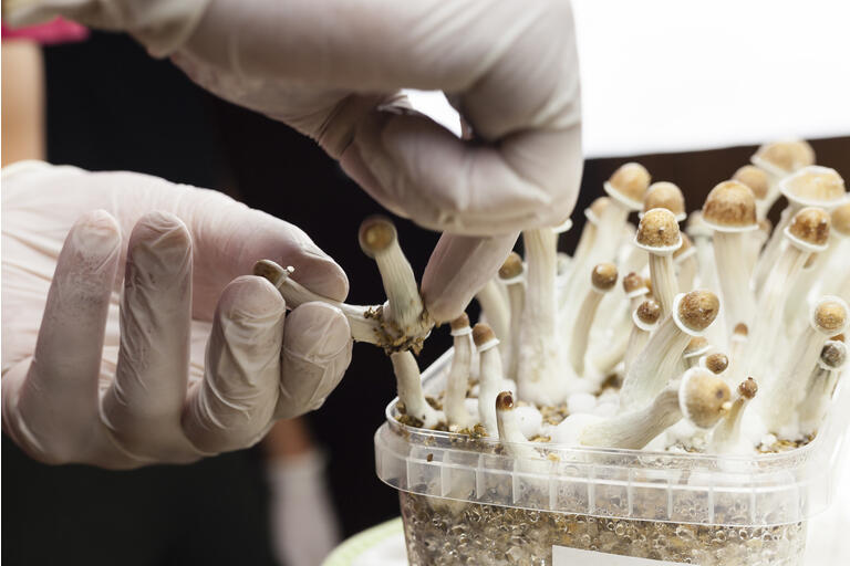 Growing indoor psylocybin psychedelic mushrooms