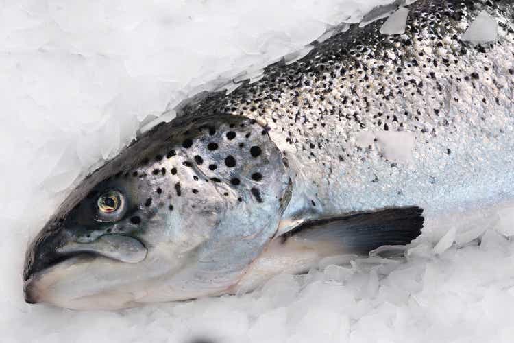 Fresh Norwegian salmon on ice in supermarket