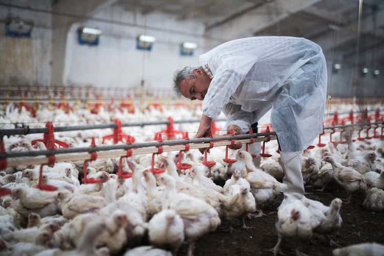 Manual workers in chicken farm.