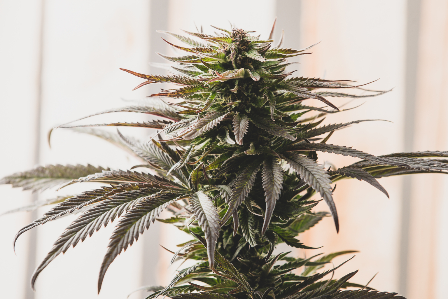 seekingalpha.com - Joshua Fineman - Aurora Cannabis jumps after Curaleaf says it will make takeover offer