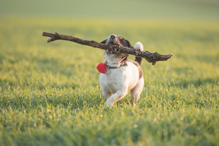 Little cute happy size madness Jack Russell Terrier dog carries a large branch on a green meadow