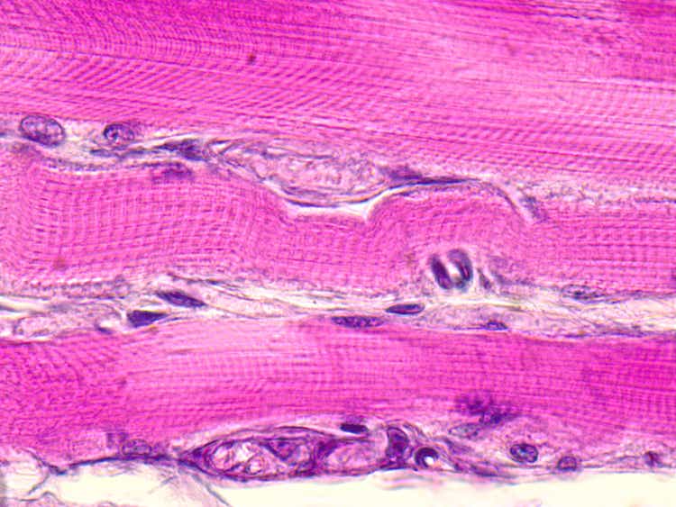Skeletal striated muscle tissue under the microscope.