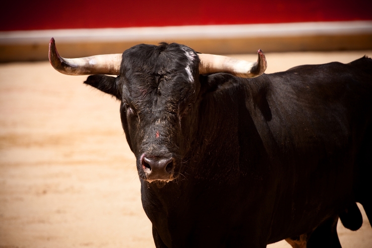 A black bull with horns standing in the ring