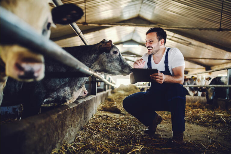 Handsome caucasian farmer in overall crouching next to calf, using tablet and smiling. Stable interior.