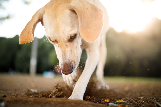 Dog digging a hole on the ground