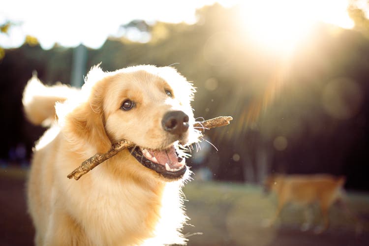 Nette glückliche Hund spielen mit einem Stock