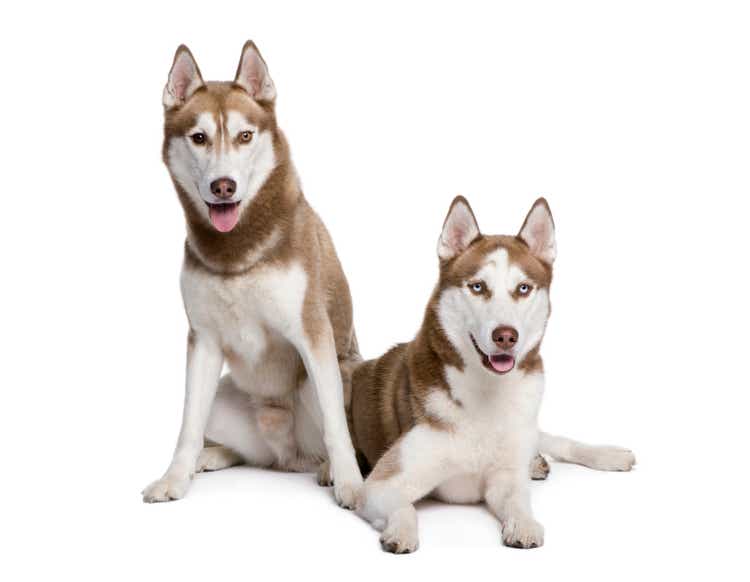 Husky dogs lying dow in front of white background
