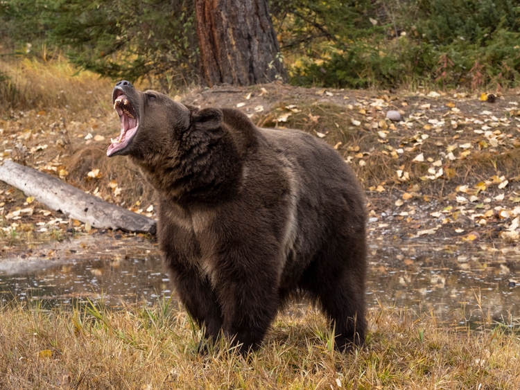 Grizzly Bear by Waters Edge Autumn Color Background Captive