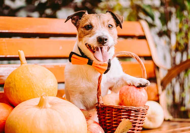 Thanksgiving concept with dog in festive bow tie next to harvest of autumn fruits