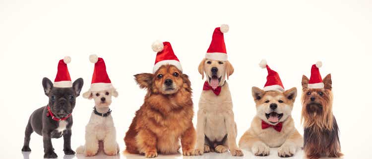 group of adorable santa dogs in a row