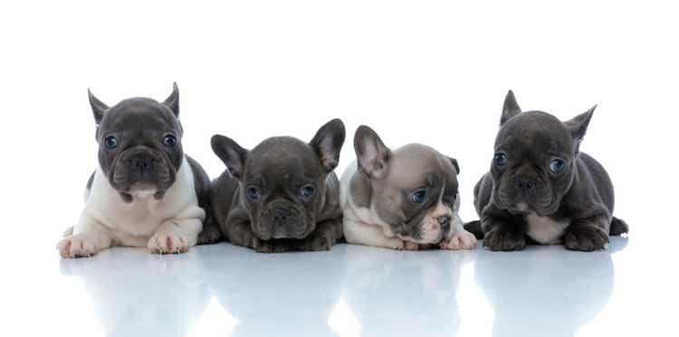 Four adorable French bulldog puppies resting while laying dow