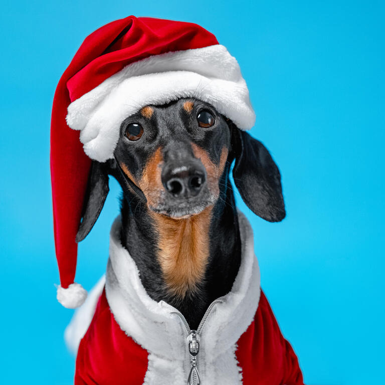 portrait cute little black and tan dachshund wearing funny Santa Claus costume on blue background