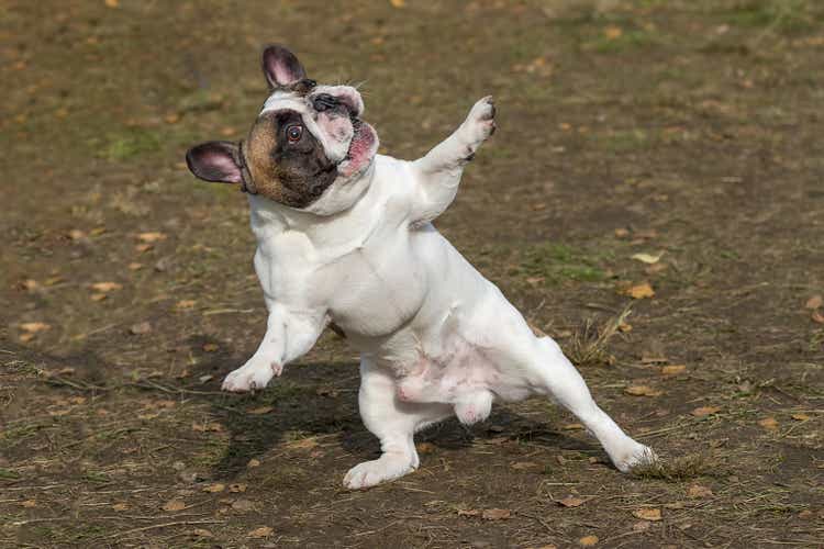 A funny dancing dog stands on its hind legs with its front legs wide apart. French bulldog stands in a comic pose