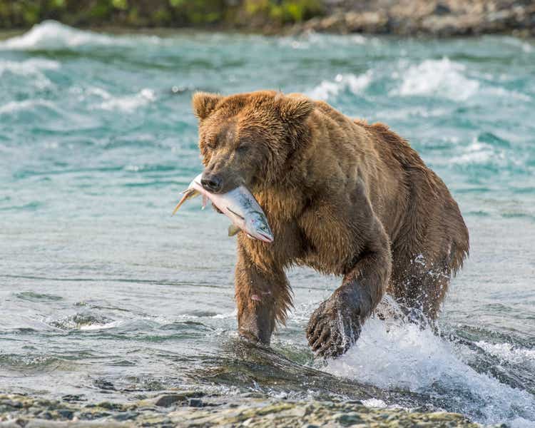 Alaskan Brown Bear